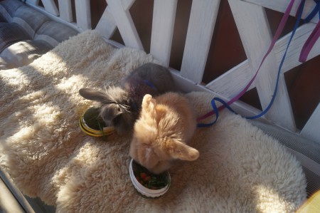 Gosse Zimba(R.I.P) och Agnes första påsk 2014, ca 9 veckor gamla.