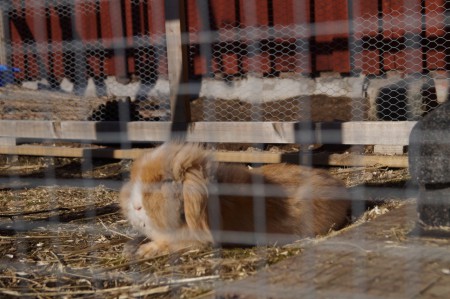 Zimba hade ett underbart men kort liv..