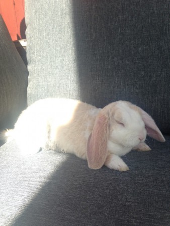 Pelle chillar i soffan med familjen