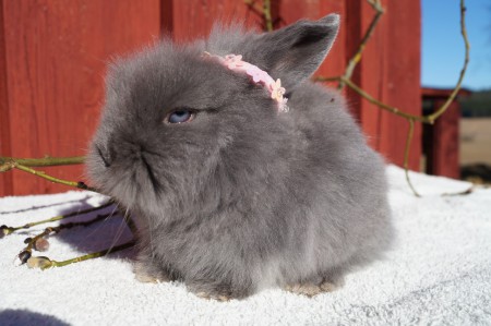 A:kullen               Namn: Alex 