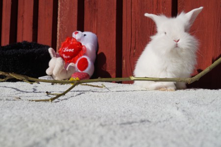 A:kullen     Namn:Alfons