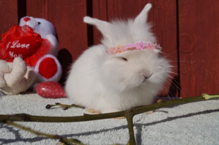 A:kullen    Namn:Anastasia