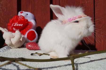 A:kullen     Namn: Anastasia