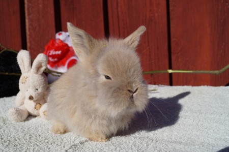 A:kullen     Namn:Albin (nytt namn Casper)