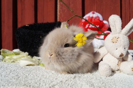 Albin (nytt namn Casper)