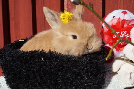 Akullen:        Namn: Alicie (R.I.P) 