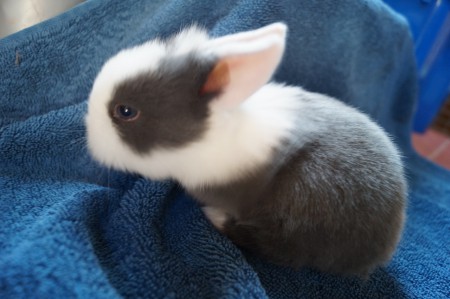 B:kullen 18 dagar