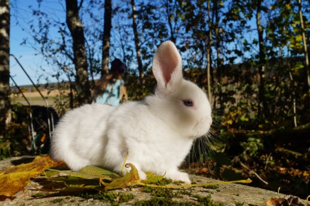 Norra Vikens Britney