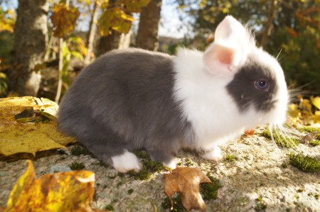 Norra Vikens Beatrice