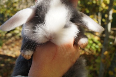 Norra Vikens Beatrice