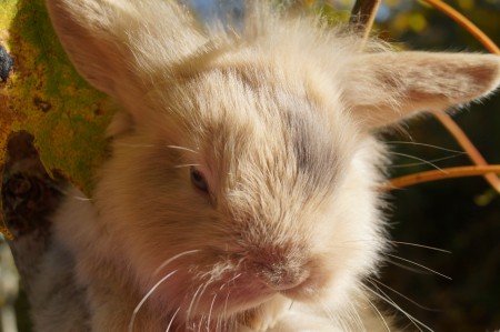 Norra Vikens Benjamin: STNNAR!