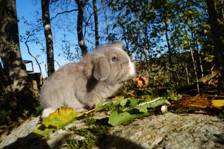 Norra Vikens Bella: TINGAD!