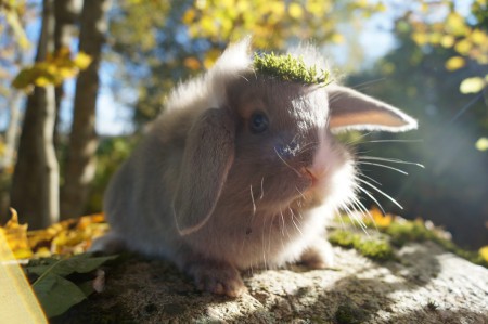 Norra Vikens Bella: TINGAD!