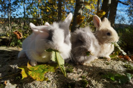 B:kullen ca 6 veckor