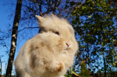 B:kullen, Norra Vikens Benjamin