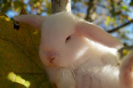 B:kullen, Norra Vikens Britney